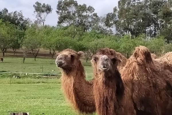 corsica-zoo-chameaux3
