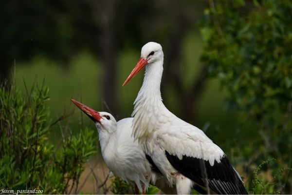 corsica-zoo-cigogne-oletta