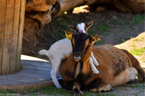 corsica-zoo-oletta-chevres