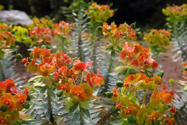 euphorbia-rigid.-photo-s.guiraud-parc-de-saleccia_2019-04-10_0006