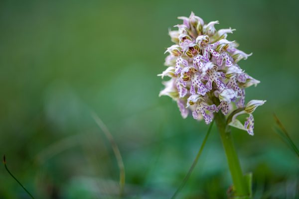 orchis-lactea-corse-9.jpeg
