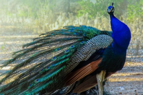 paon-corsica-zoo